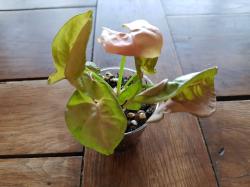 Syngonium Red Heart Syngonium Red Heart