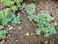 Sedum Mauerpfeffer türkis weiß blühend Sedum Mauerpfeffer türkis weiß blühend