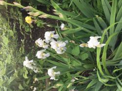 Iris Iris