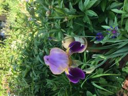 Iris Iris