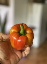 Tiger-Paprika Tiger-Paprika