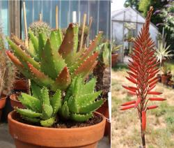 Aloe Aloe