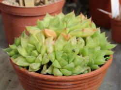 Haworthia Haworthia