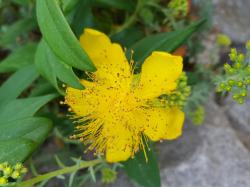 großkelchiges Johanniskraut großkelchiges Johanniskraut