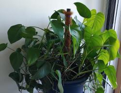 Philodendron Jungpflanze Baumfreund Philodendron Jungpflanze Baumfreund
