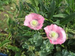 Schlafmohn Schlafmohn