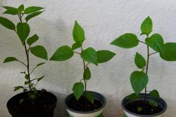 Chilipflanzen Chilipflanzen