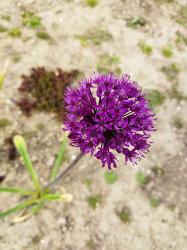 Allium Aflatunense lila Kugel-Lauch Allium Aflatunense lila Kugel-Lauch