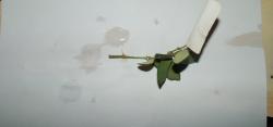 Wachsblume, Porzellanblume Wachsblume, Porzellanblume