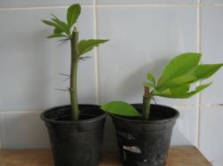 Pereskia grandifolia, Laubkaktus Pereskia grandifolia, Laubkaktus