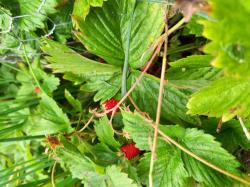 Walderdbeeren, Bodendecker , Naschobst Walderdbeeren, Bodendecker , Naschobst