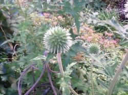 Kugeldistel wird ca. 80cm hoch Kugeldistel wird ca. 80cm hoch