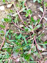 Portulaca oleracea L. Gelbe Blüten Portulaca oleracea L. Gelbe Blüten
