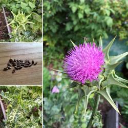 Mariendistel, Milchdistel Mariendistel, Milchdistel