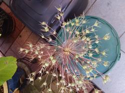 Allium Sternkugel Samen Allium Sternkugel Samen