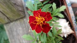 Tagetes samen Tagetes samen