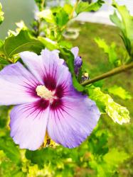 Hibiskus violett blau bewurzelte Pflanze ca 20cm Hibiskus violett blau bewurzelte Pflanze ca 20cm