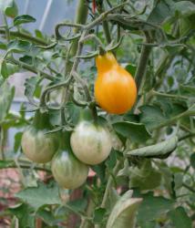 Gelbes Birnchen Tomate Gelbes Birnchen Tomate