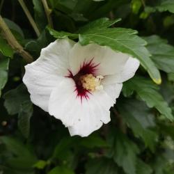 Garten Hibiskus kleine Pflänzchen Garten Hibiskus kleine Pflänzchen