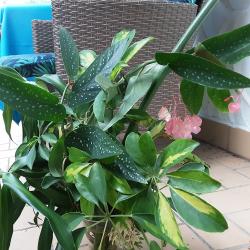 Schefflera Schefflera