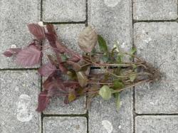 rote Haselnuss rote Haselnuss