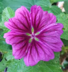 Mauretanische Malve und Malva sylvestris Mauretanische Malve und Malva sylvestris