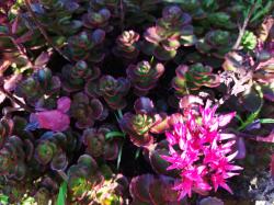 Sedum chocolate teppichsedum pinke Blüten Sedum chocolate teppichsedum pinke Blüten