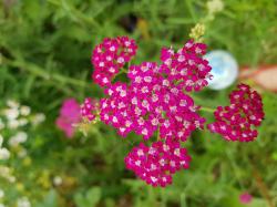 rote Schafgarbe rote Schafgarbe