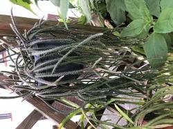 Rhipsalis pilocarpa - Ampelpflanze