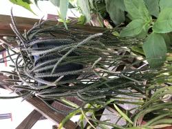 Rhipsalis pilocarpa - Ampelpflanze Rhipsalis pilocarpa - Ampelpflanze