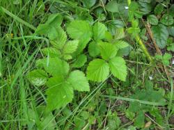 Brombeere Brombeere