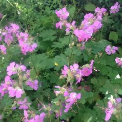Geranium rosa niedrig Geranium rosa niedrig