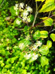 Clematis vitalba Waldrebe weiße Blüten Clematis vitalba Waldrebe weiße Blüten