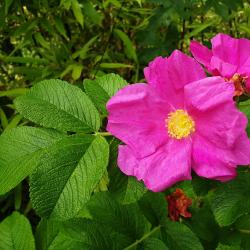 Kartoffelrose Kartoffelrose