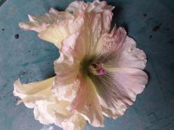 Stockrosen Samen Stockrosen Samen
