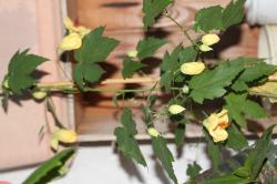 Abutilon Samen Abutilon Samen