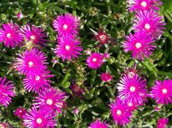 Mittagsblume pink Mittagsblume pink
