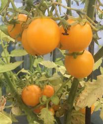 Tomaten-Saatgut Tomaten-Saatgut