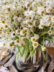 Perlkörbchen /Silberimmortelle Perlkörbchen /Silberimmortelle