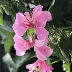 Pelargonie Pelargonie