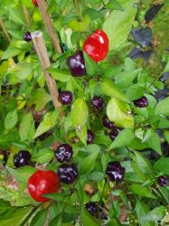 Chili "Purple Pumpkin" Chili "Purple Pumpkin"