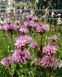 Indianernessel Samen rosa Indianernessel Samen rosa