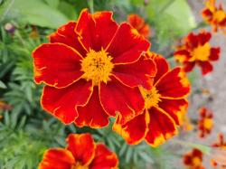 Studentenblume rot-gelb Studentenblume rot-gelb