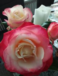 Rose Nostalgie Rose Nostalgie