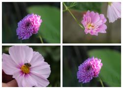 Cosmee Saat gem. Cosmee Saat gem.