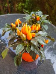 Orangener Topfchili Orangener Topfchili