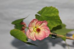 Abutilon Sämling Farbverlauf Abutilon Sämling Farbverlauf