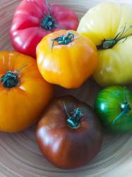 Black Krim (Schwarze Krim) Black Krim (Schwarze Krim)
