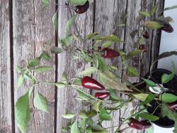 Chili Hungarian Black Chili Hungarian Black