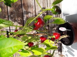 Mini Paprika Cherry Sweet Mini Paprika Cherry Sweet